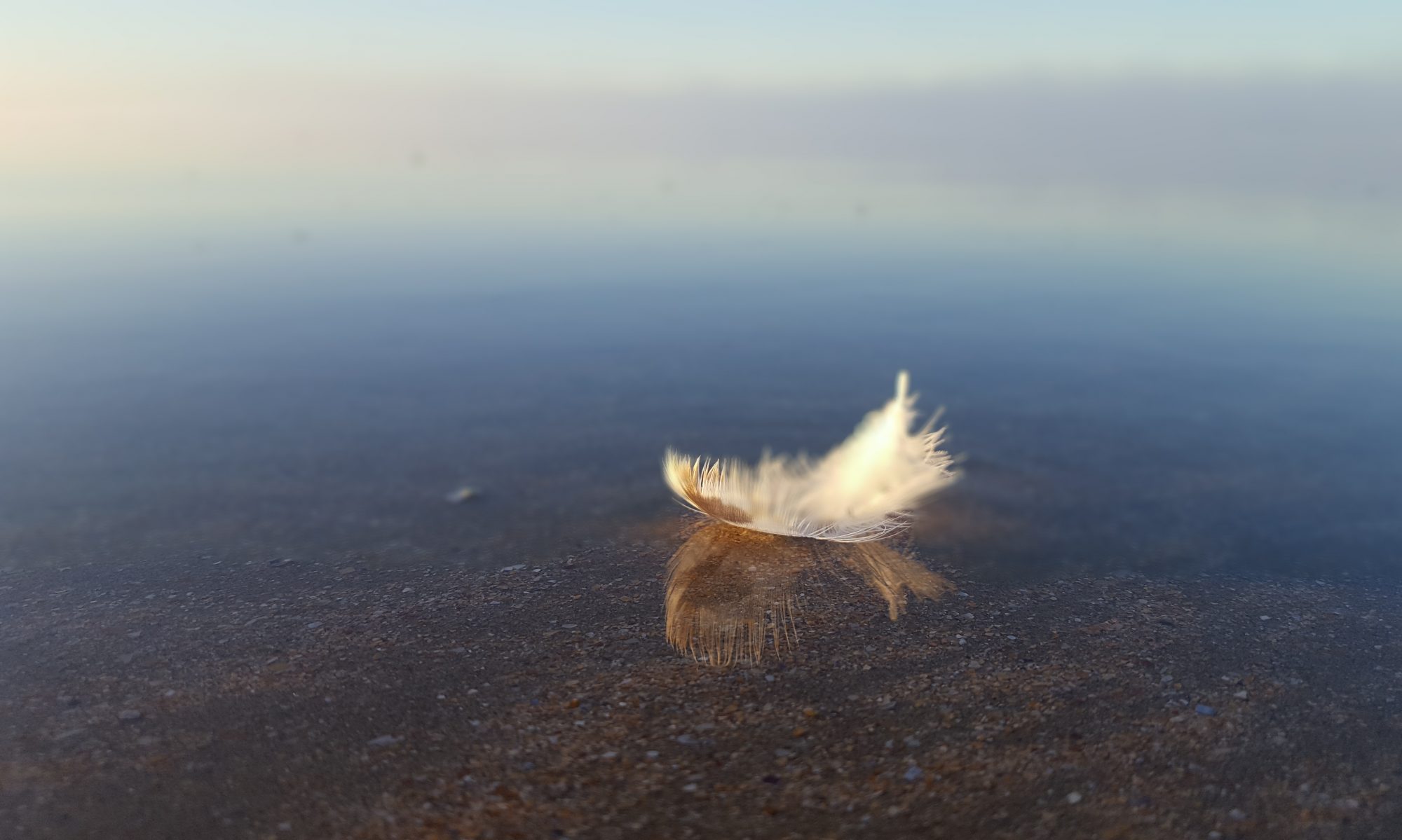 Plume sur l'eau – Natura Hominis